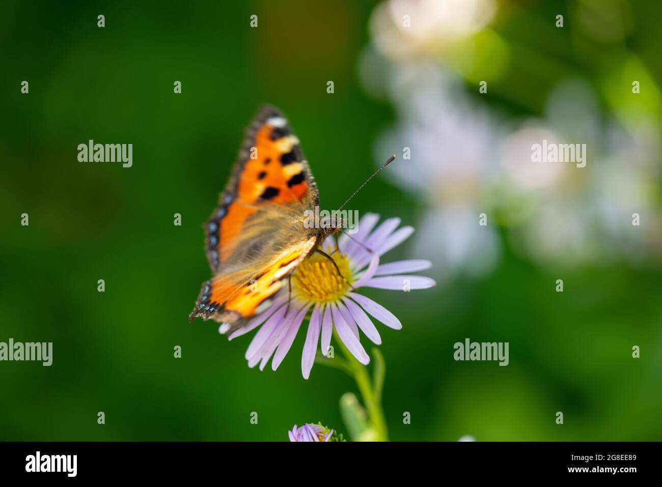 a beautiful butterfly sits on a purple flower Stock Photo - Alamy