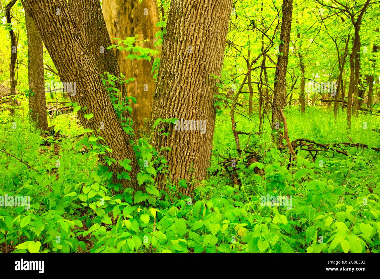 Riparian forest along Cottonwood Nature Trail, DeSoto National Wildlife Refuge, Iowa Stock Photo