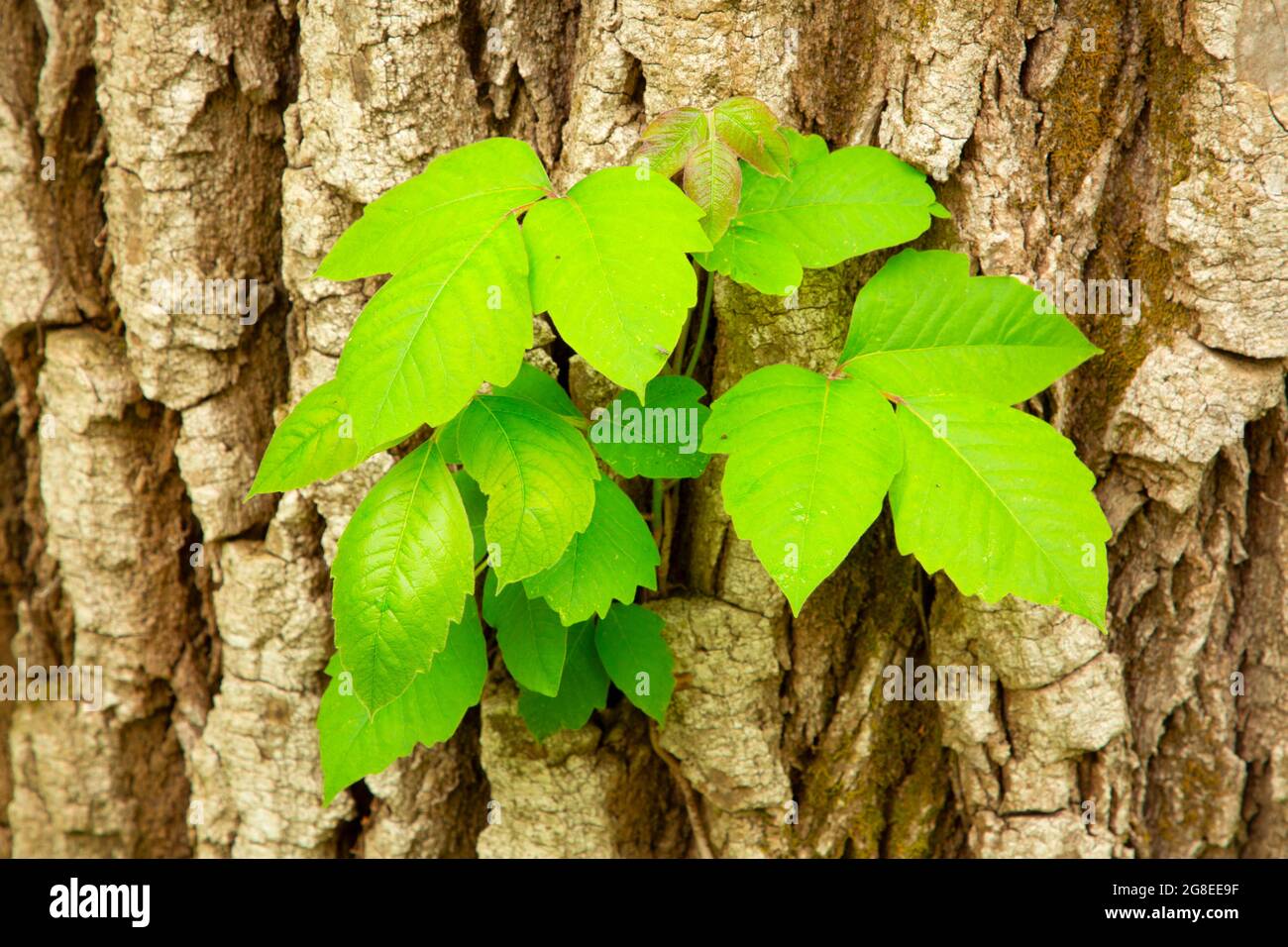 Poison ivy (Toxicodendron radicans) along Cottonwood Nature Trail, DeSoto National Wildlife Refuge, Iowa Stock Photo