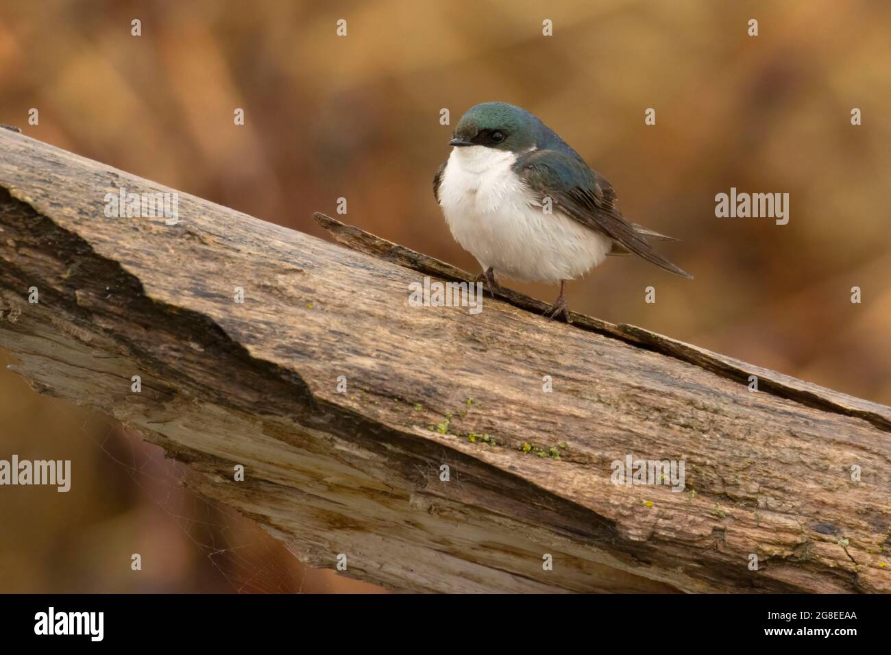 Tree Swallow (Tachycineta bicolor), DeSoto National Wildlife Refuge, Iowa Stock Photo