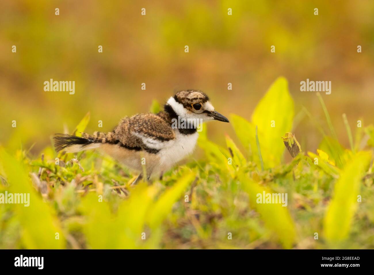 Killdeer chick, DeSoto National Wildlife Refuge, Iowa Stock Photo