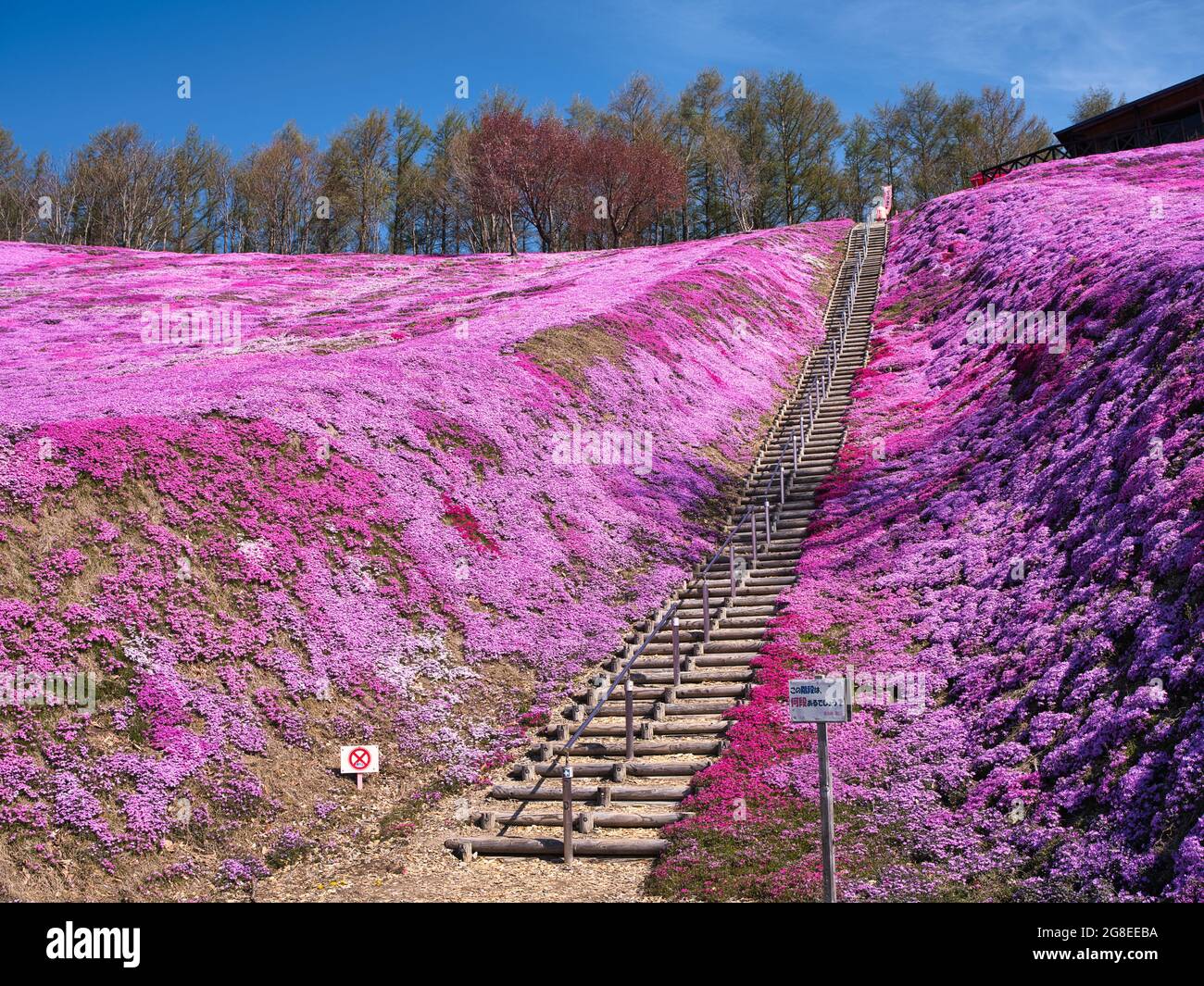 Higashimokoto Shibazakura Park, Hokkaido, Japan Stock Photo