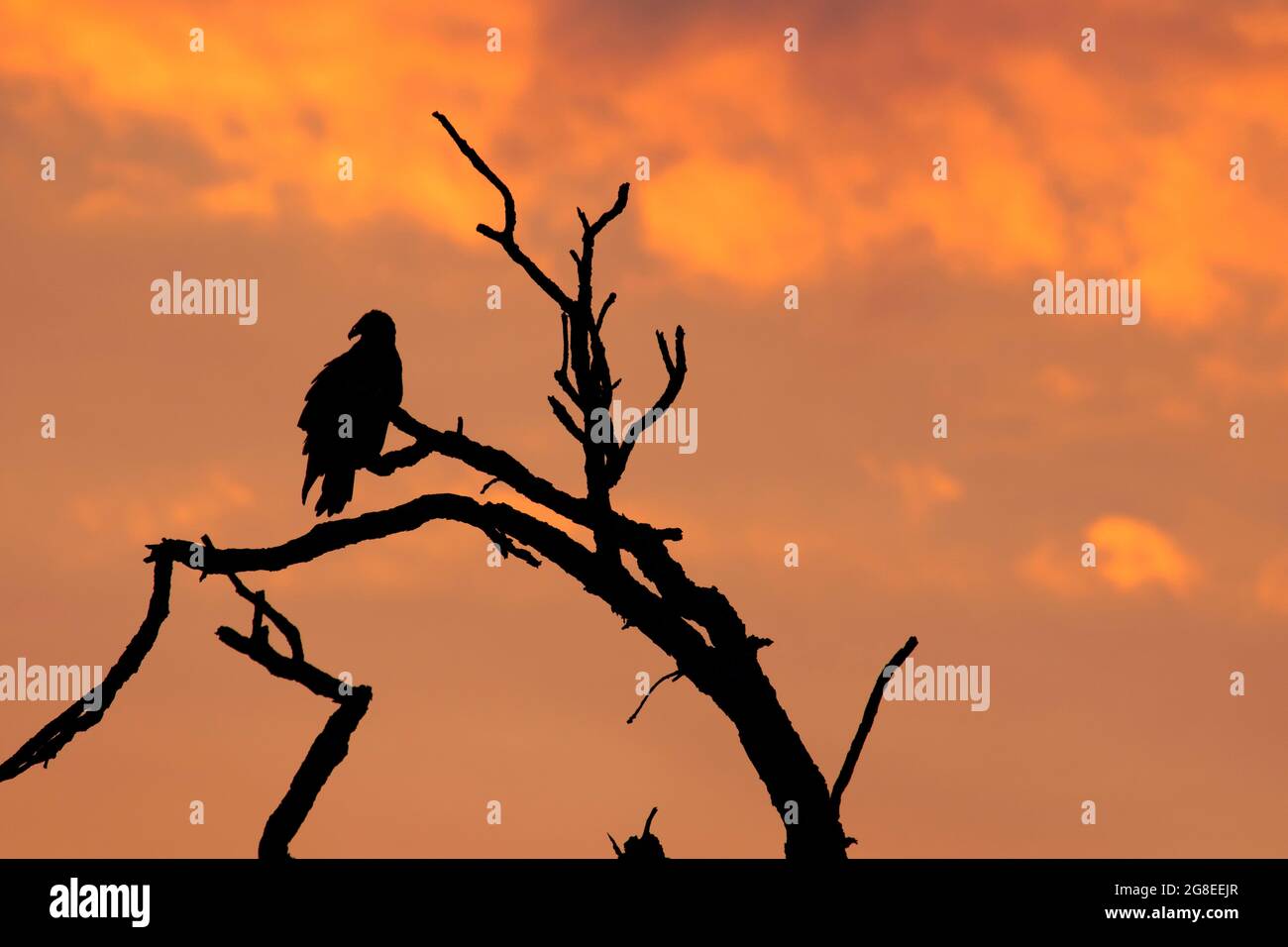 Turkey vulture silhouette dawn, Lake Anita State Park, Iowa Stock Photo