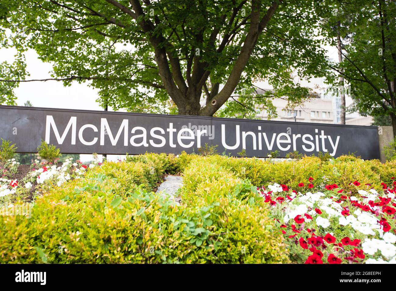 McMaster University sign being displayed in a flower garden at the entrance showing of the campus. Stock Photo