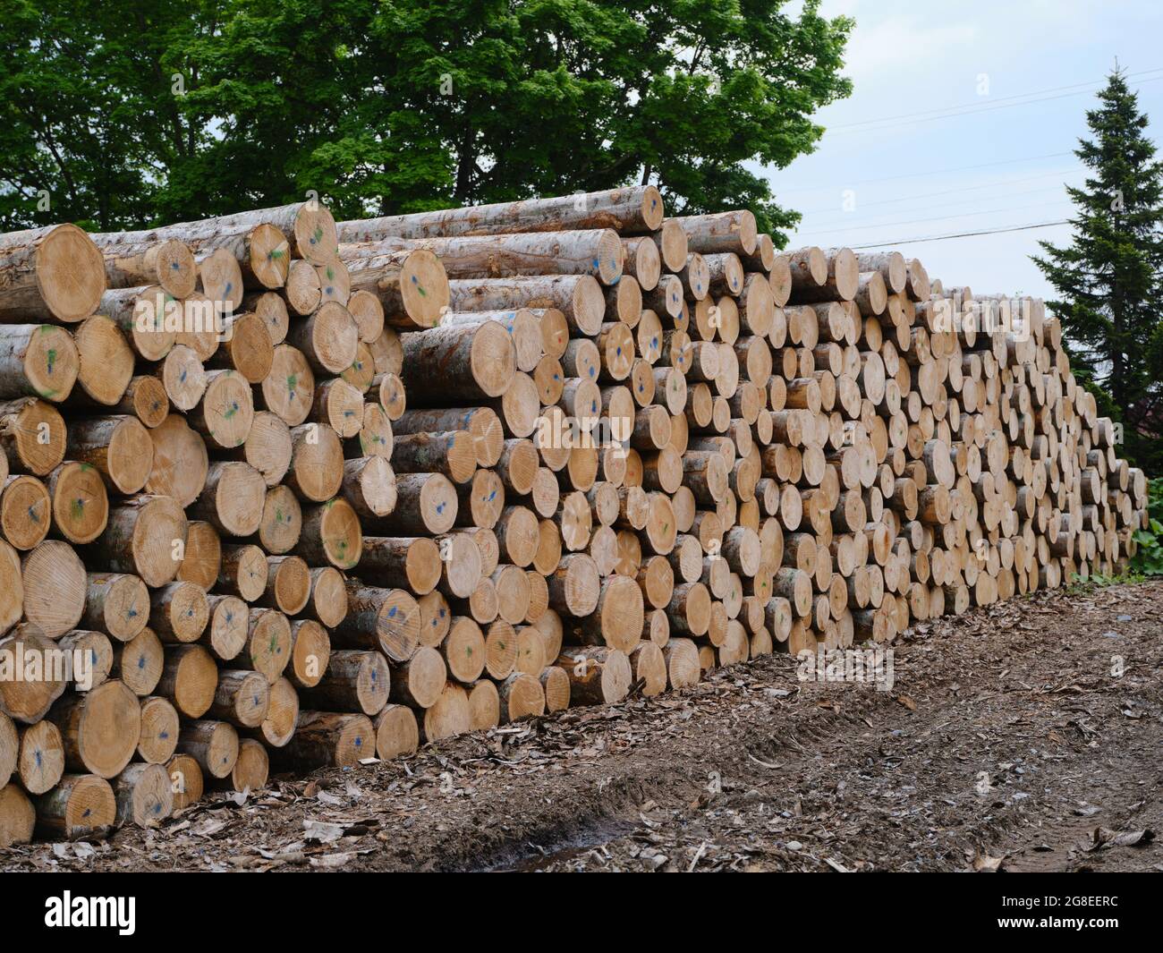 Stacking lumber hi-res stock photography and images - Alamy