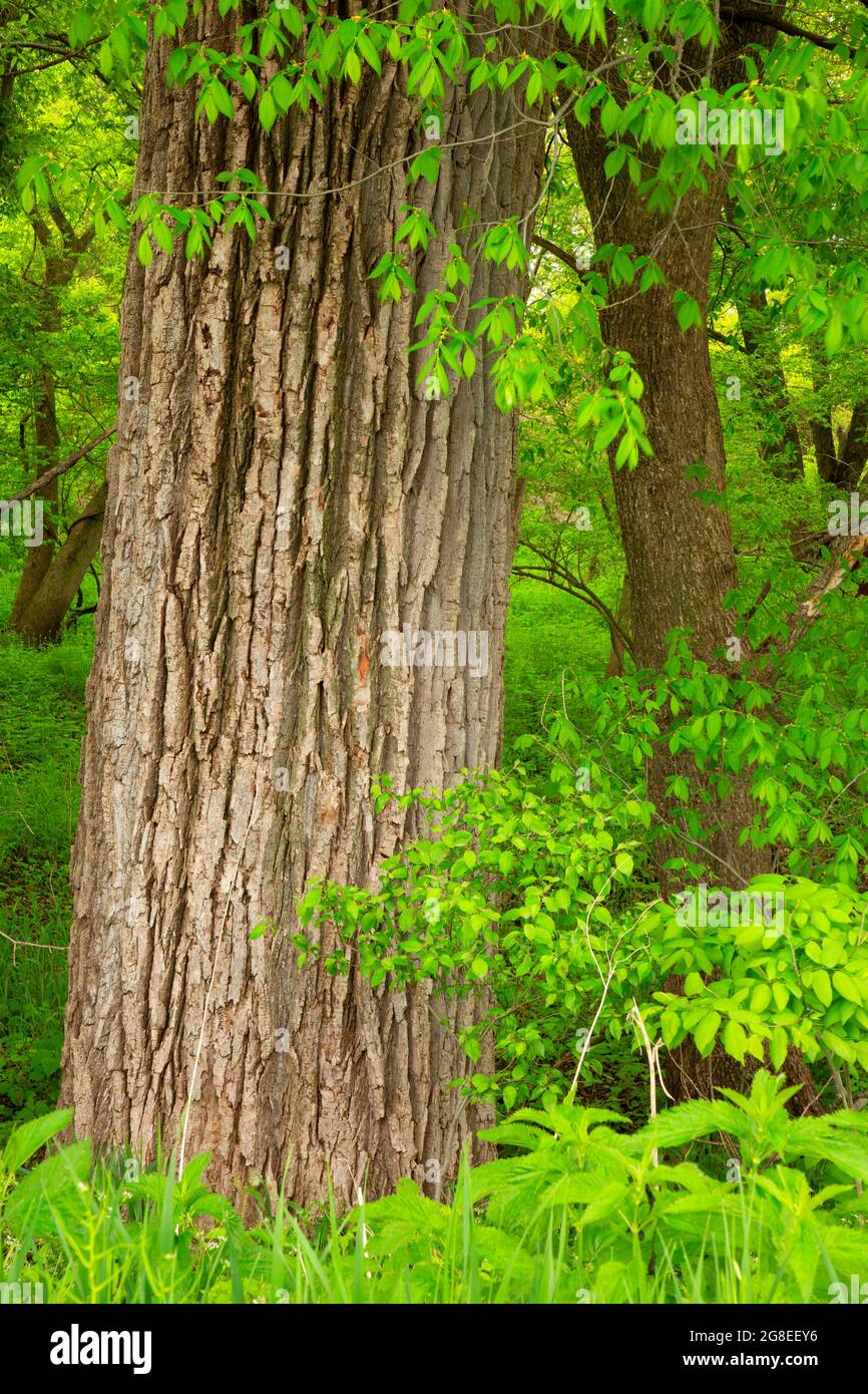 Cottonwood trunk, Hennepin Canal State Trail, Illinois Stock Photo - Alamy