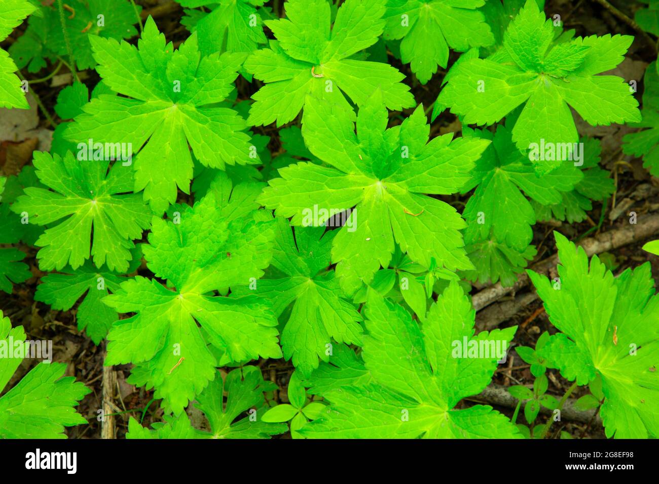 Mayapple along Riverview Trail, Middle Fork Vermilion Wild and Scenic River, Kickapoo State Park, Illinois Stock Photo