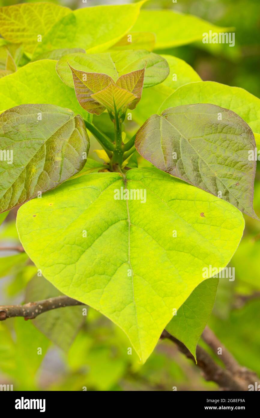 Basswood leaves, Middle Fork Vermilion Wild and Scenic River, Kickapoo