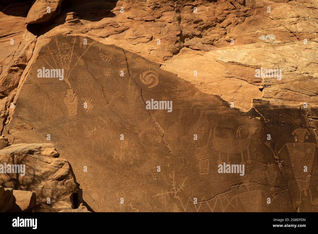 Fremont culture petroglyphs at Dinosaur National Monument, on the Utah side. This slab includes a spiral, bighorn sheep, turkeys and other symbols. Stock Photo