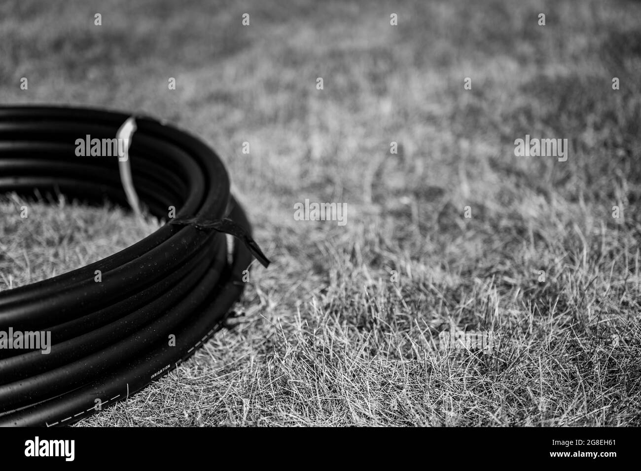 Coil of 1 inch irrigation tubing ready for new installation on top of brown and damaged dry grass. Stock Photo