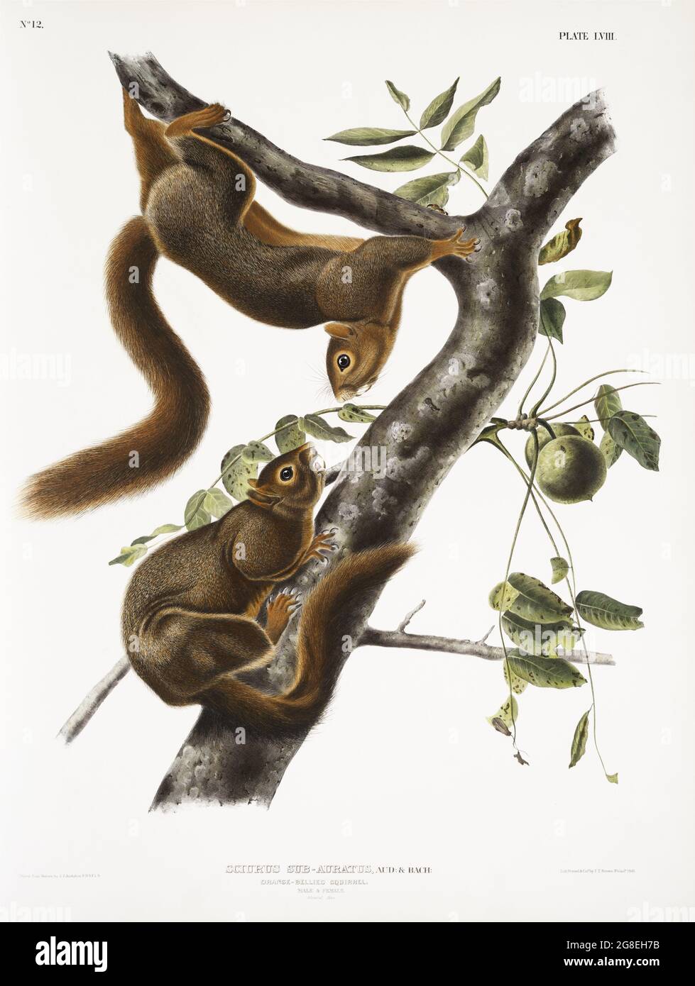 Orange-bellied Squirrel (Sciurus sub-auratus) from the viviparous quadrupeds of North America (1845) illustrated by John Woodhouse Audubon (1812-1862) Stock Photo