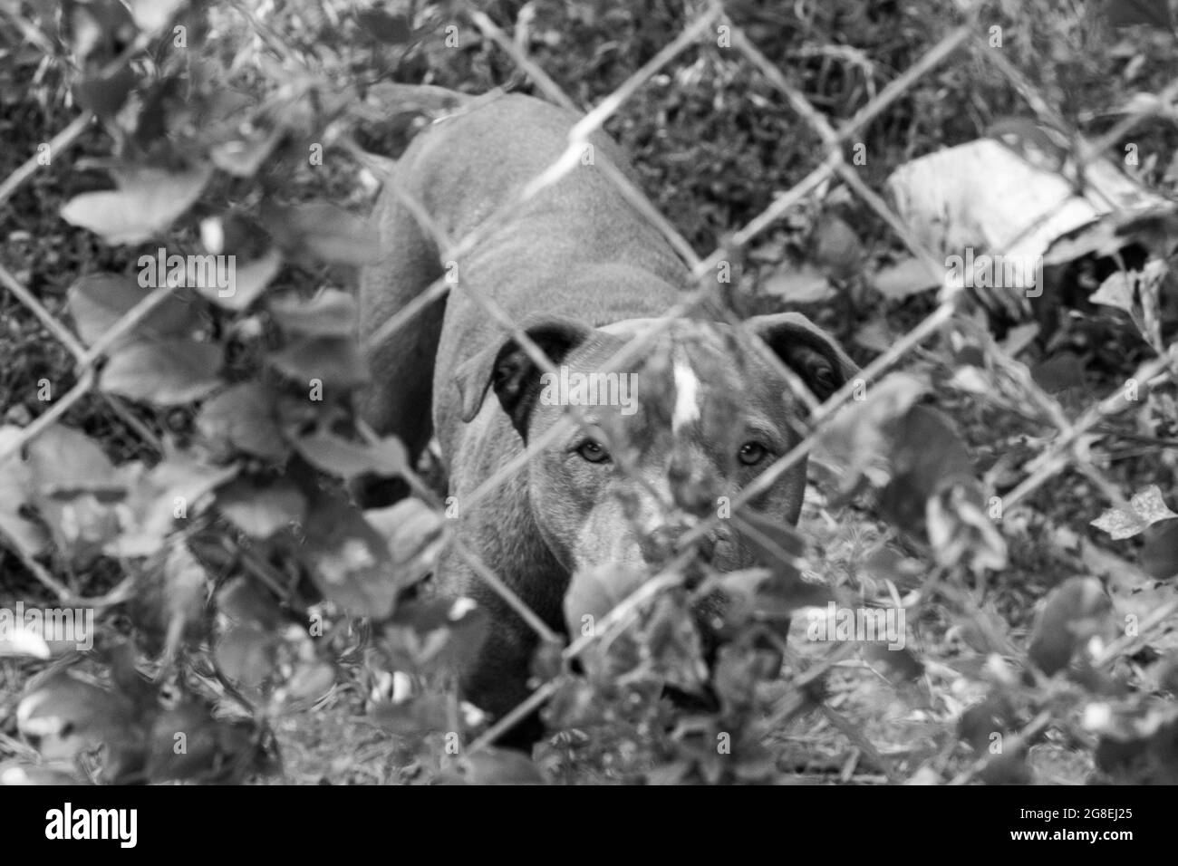Blcak and white photo of Brown and white pit bull behind chain link fence . High quality photo Stock Photo