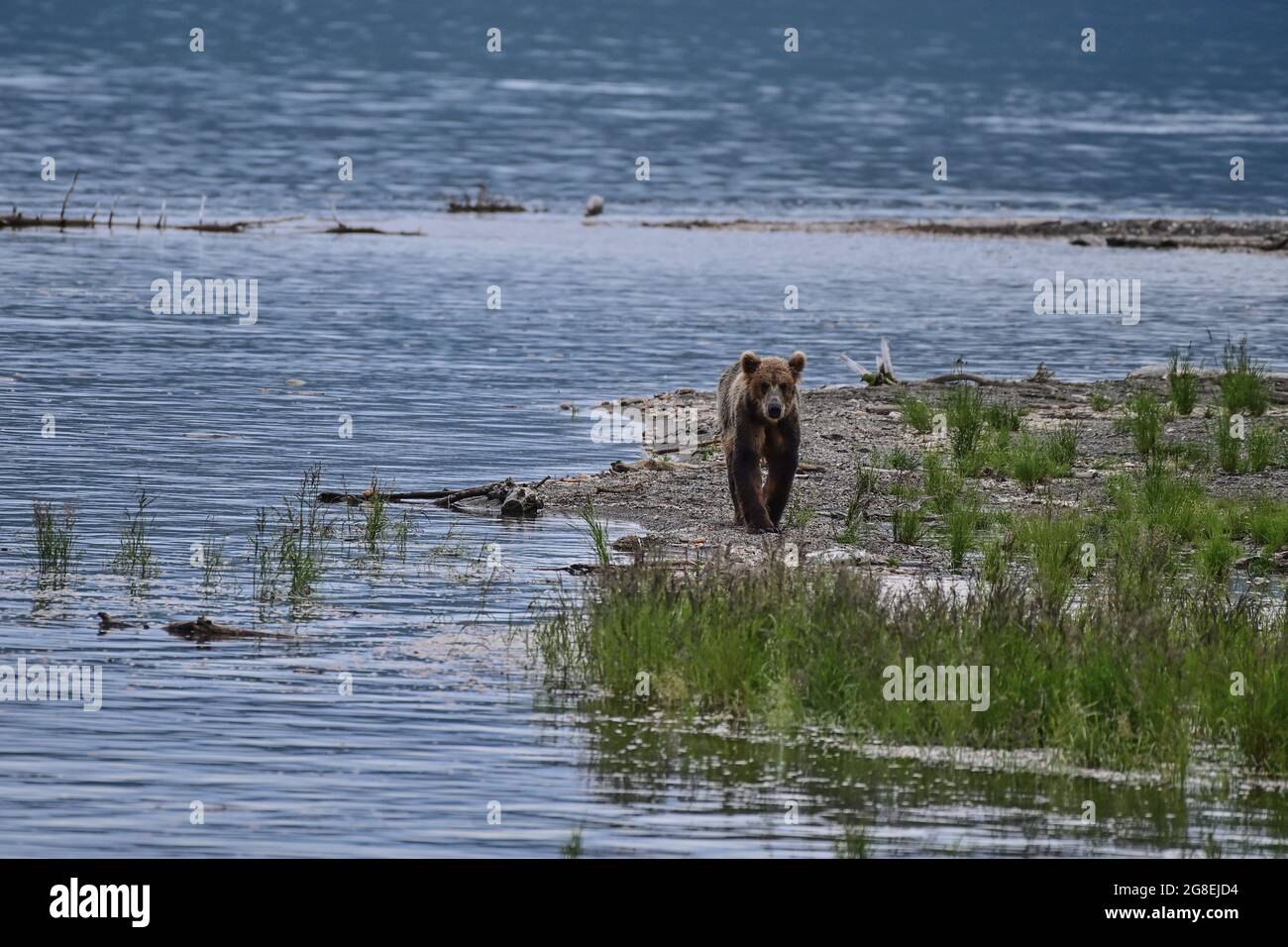 Alaska Brown Bear Fishing in Brooks River - Katmai National Park, Alaska, USA Stock Photo