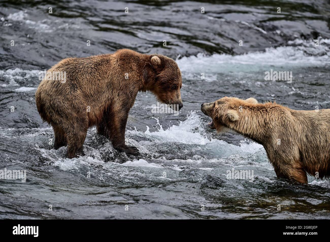 Alaska Brown Bear Fishing in Brooks River - Katmai National Park, Alaska, USA Stock Photo