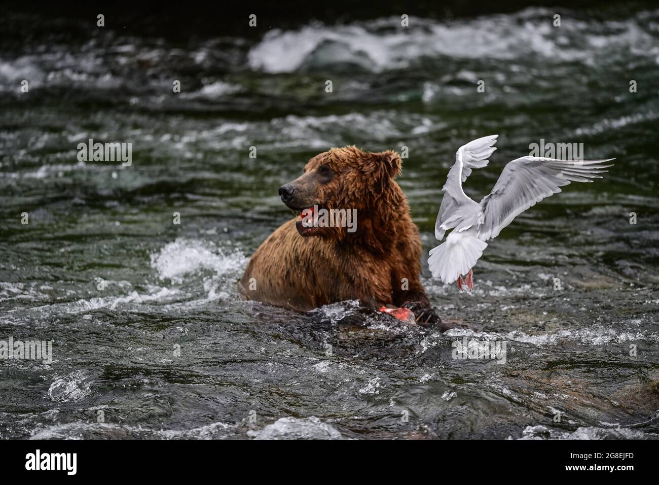 Alaska Brown Bear Fishing in Brooks River - Katmai National Park, Alaska, USA Stock Photo