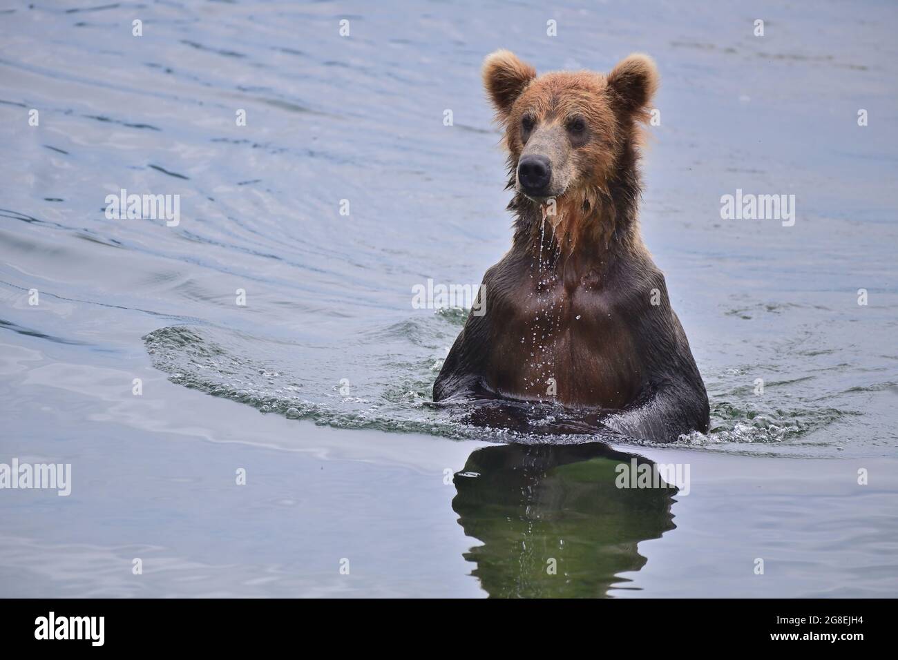 Alaska Brown Bear Fishing in Brooks River - Katmai National Park, Alaska, USA Stock Photo