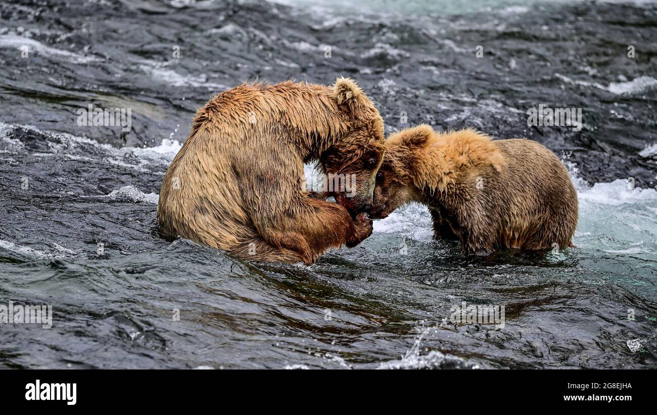 Two Brother Bears Sharing Food  - Katmai National Park, Alaska, USA Stock Photo