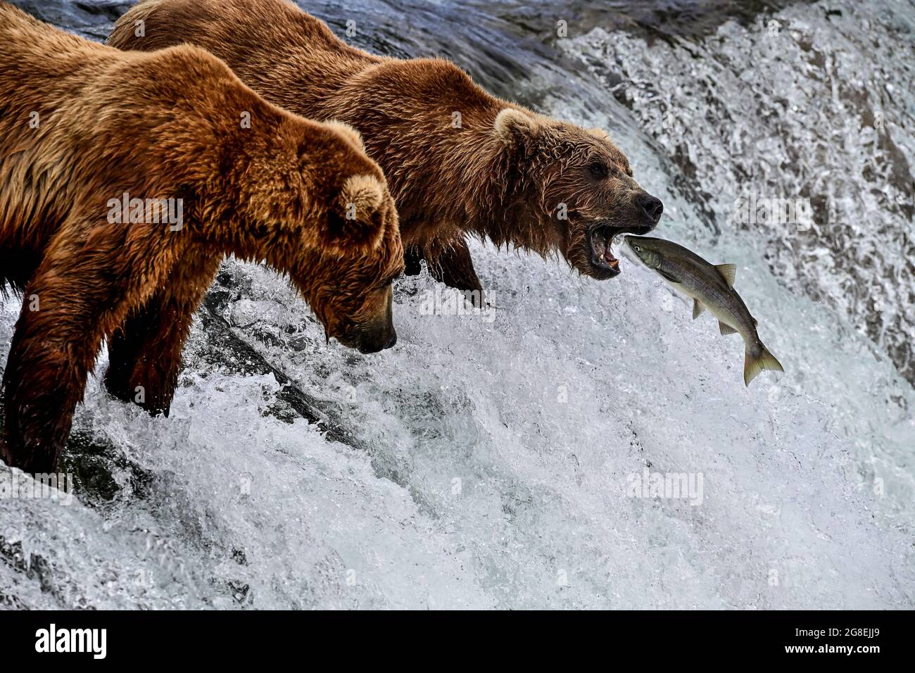 Salmon Flying into Grizzly's Mouth - Brooks Falls, Katmai National Park, Alaska, USA Stock Photo