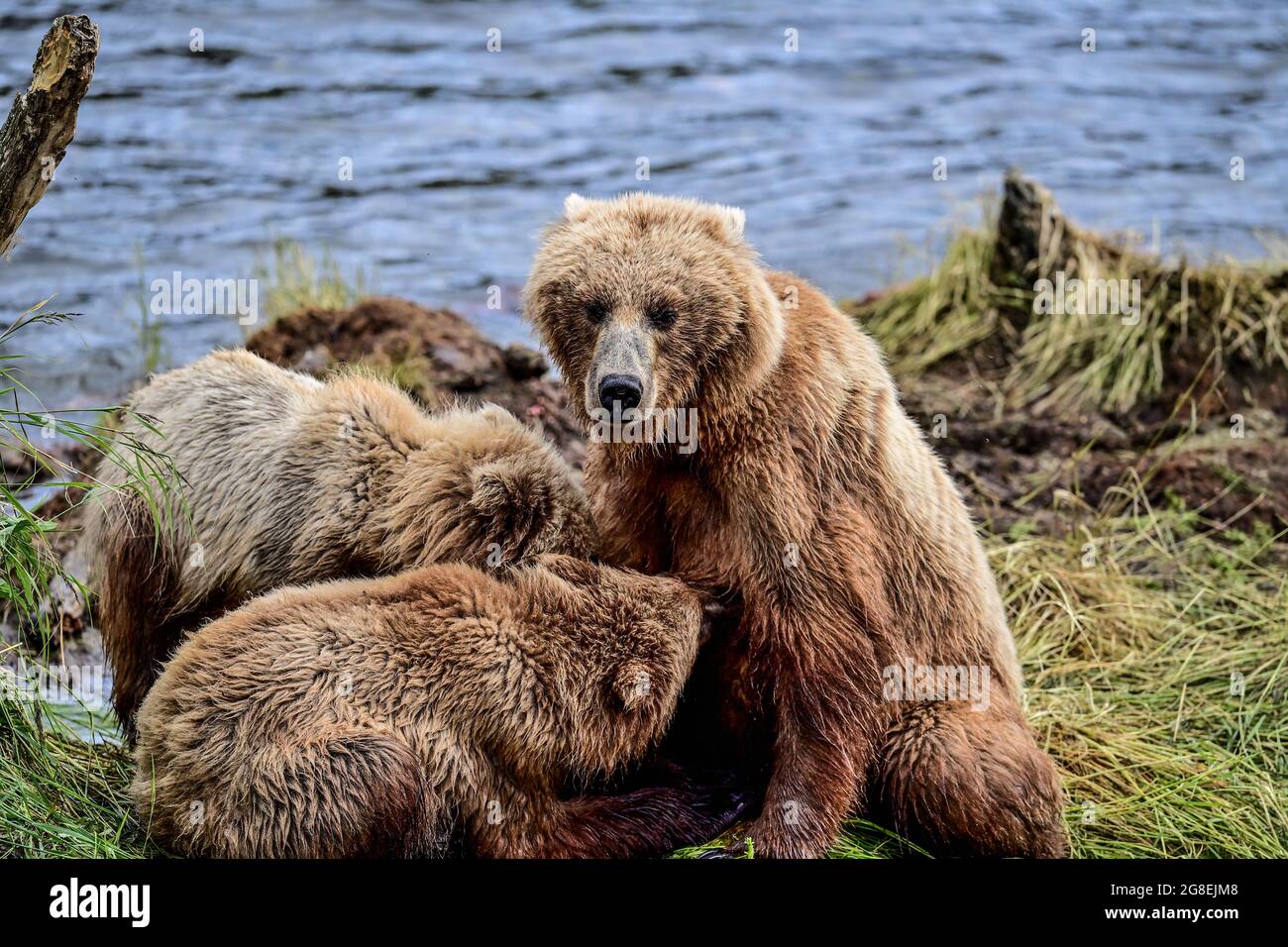 Momma Bear nursing her cubs - Katmai National Park, Alaska, USA Stock Photo