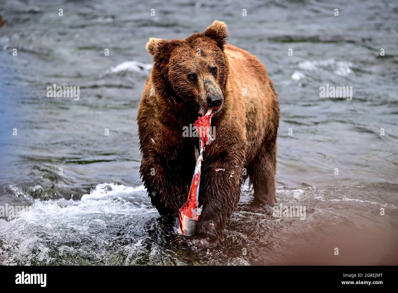Alaska Brown Bear ripping apart a Salmon - Katmai National Park, Alaska, USA Stock Photo