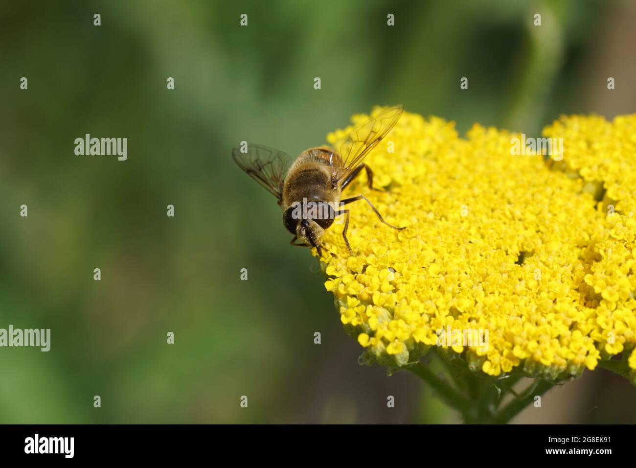 Common drone fly Eristalis tenax, family Syrphidae on yellow flowers of thousand-leaf, yarrow (Achillea filipendulina 'Cloth of gold'), Asteraceae Stock Photo