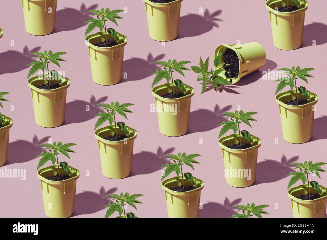 Trendy patter of Young cannabis plants in pots with sun shadows, Medical marijuana plantation, minimal concept Stock Photo
