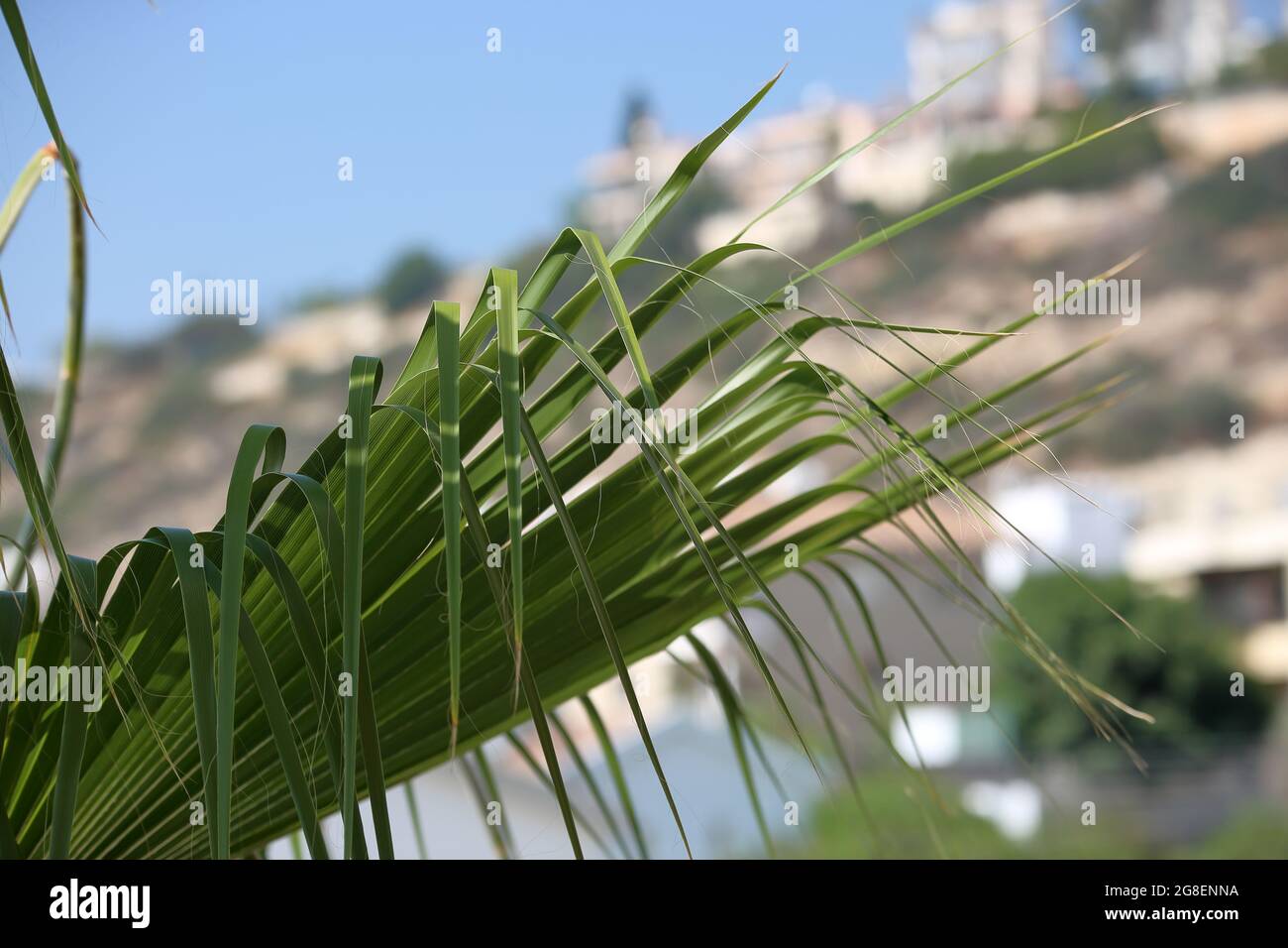 Green plam tree leaf close up against hill summer time Stock Photo