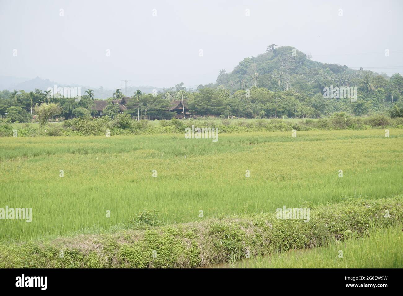 paddy field, Kuala Pilah, Malaysia Stock Photo