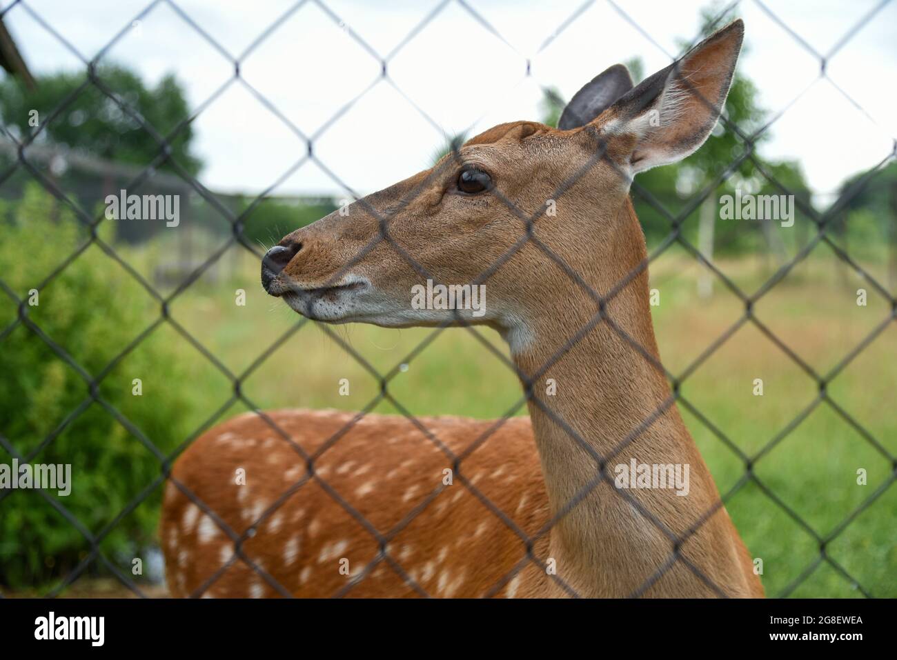 Young roe deer walks in the aviary Stock Photo Alamy