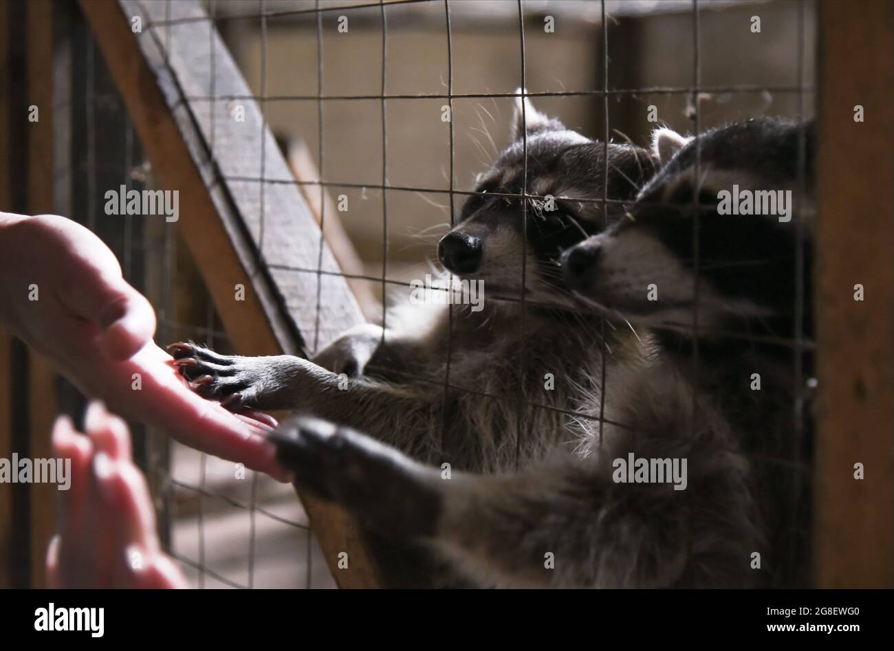 Pulled Raccoon Raccoons eating hi-res stock photography and images - Alamy