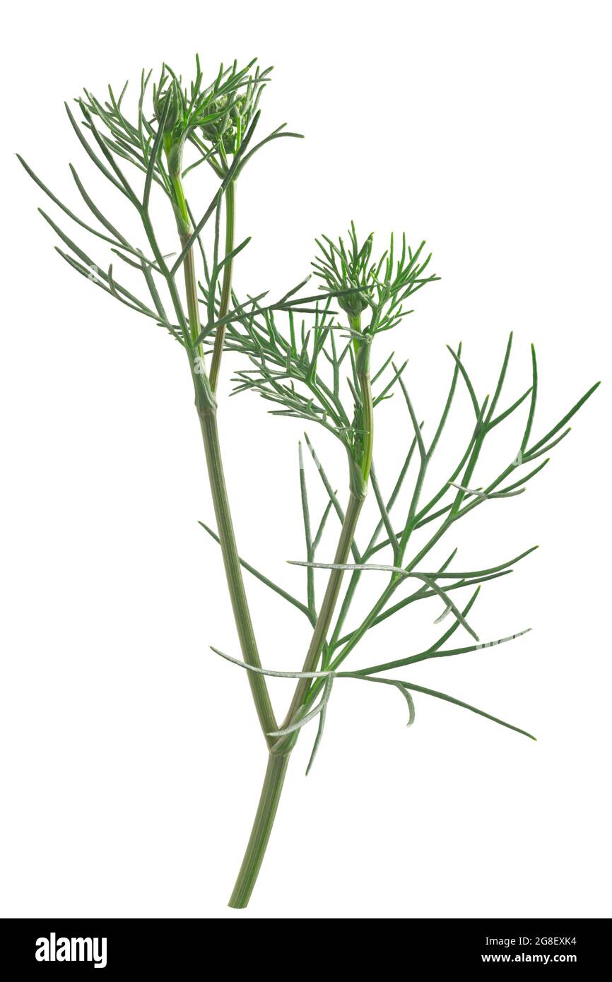 Ajwain or ajowan (Trachyspermum ammi) herb, fresh, isolated Stock Photo -  Alamy