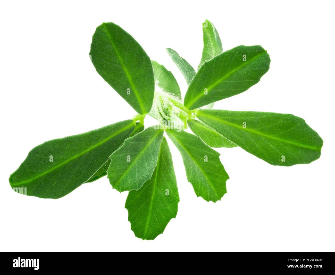 Fenugreek (Trigonella foenum-graecum, T. caerulea) plant, isolated Stock Photo