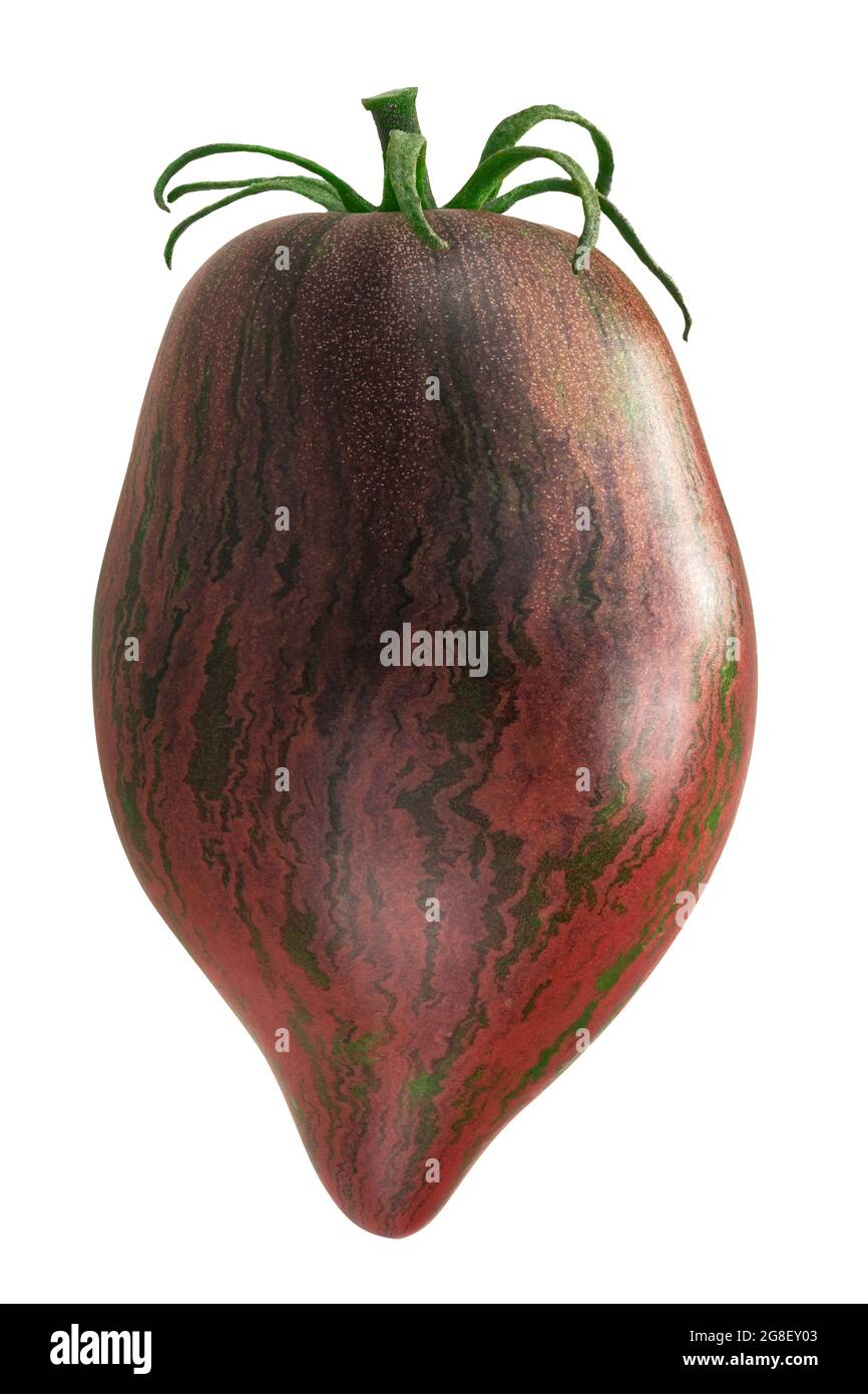 Rebel Starfighter Prime heirloom tomato (Solanum lycopersicum fruit) isolated Stock Photo Alamy