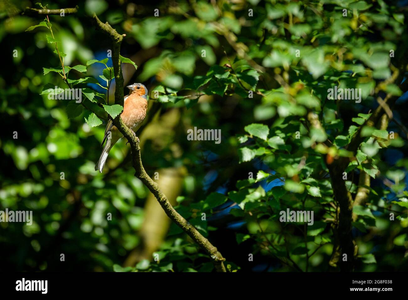 1 small colourful garden bird (male chaffinch) sitting perched in branches of tree (grey head, orange-red chest, beak, tail) - Yorkshire, England, UK. Stock Photo