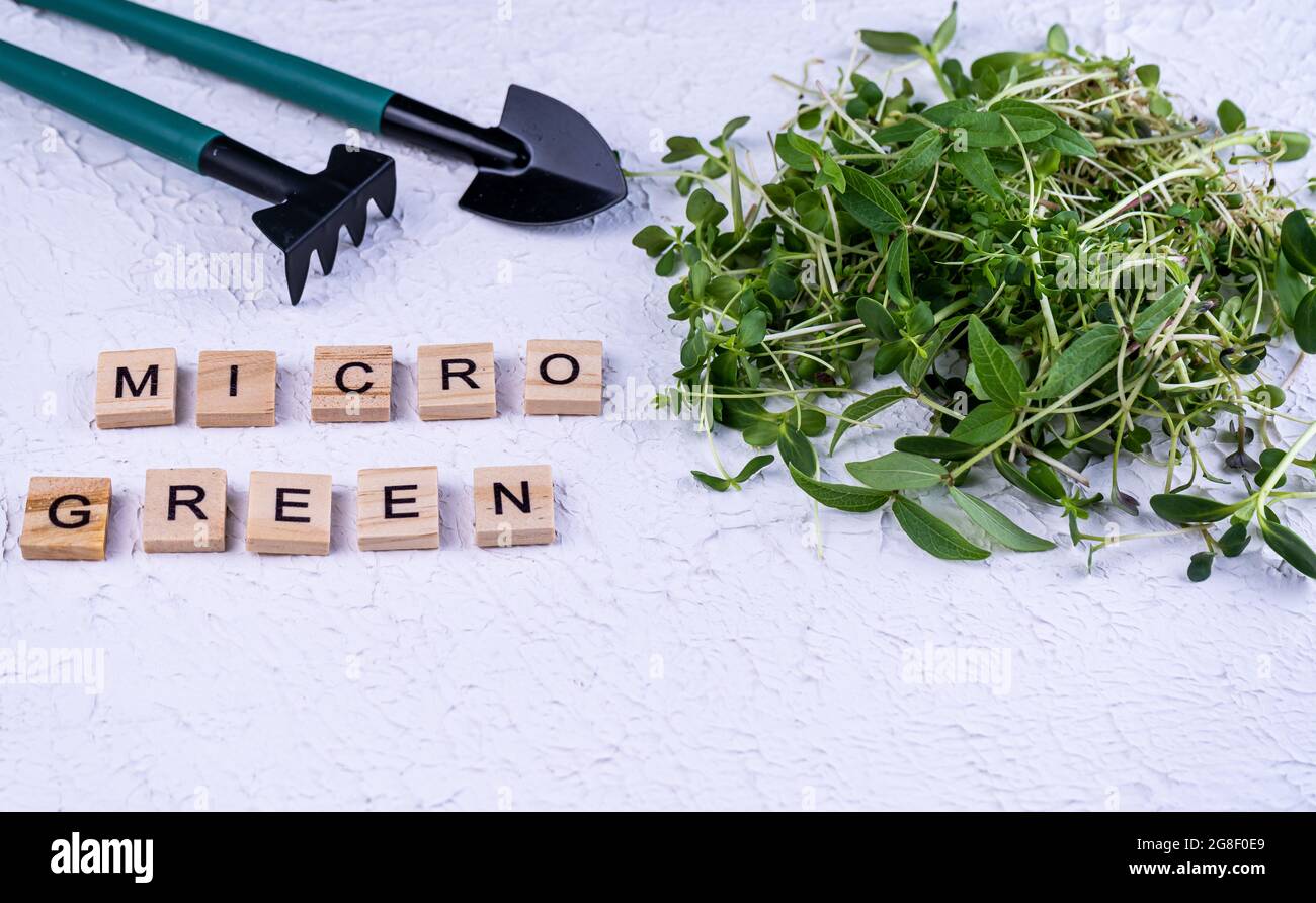Different types and varieties of microgreens. Growing. Sunflower leaves. Germinating seeds for vegan eco food. Organic micro green. Copy space Stock Photo