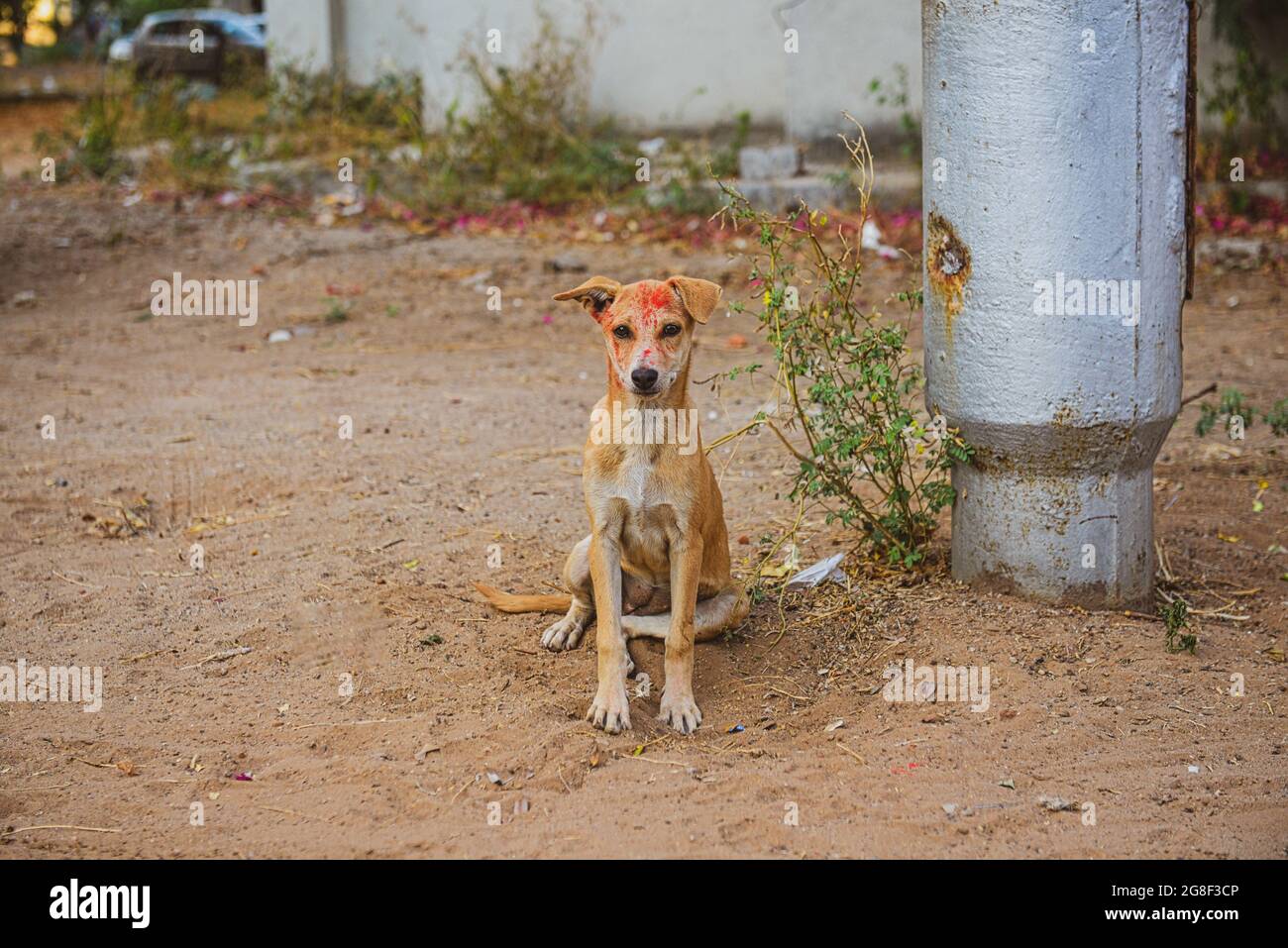 Is Paint Bad For Dogs