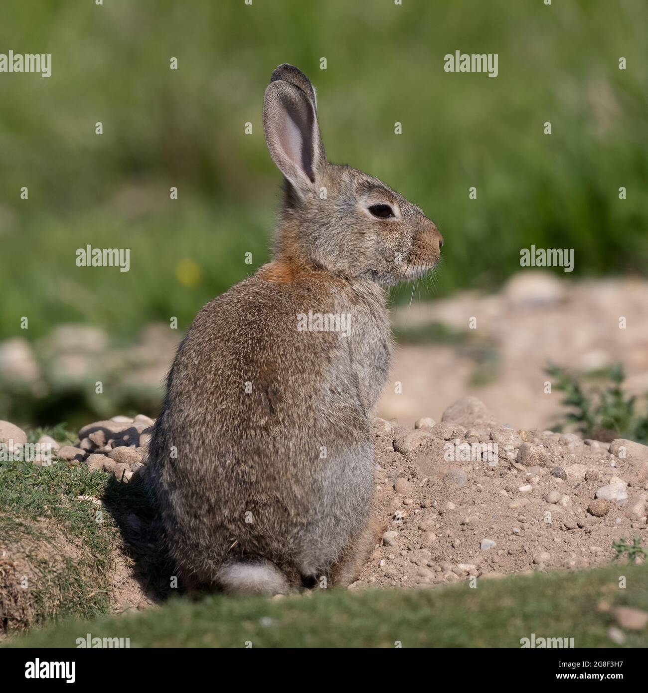 European rabbit, Common rabbit, Bunny, Oryctolagus cuniculus sitting on ...