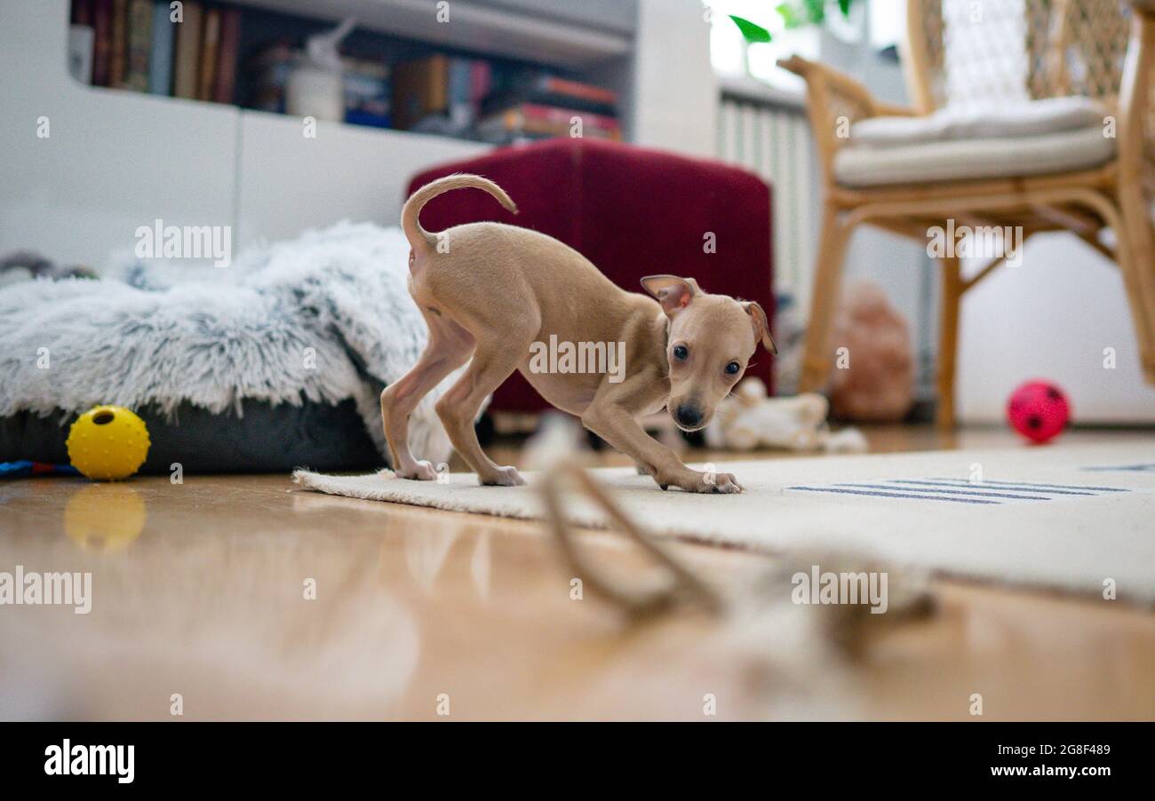 Adorable Italian greyhound puppy is playing with plush toys. Pet concept.  Little puppy dog in home. Happiness, joy, pet Stock Photo