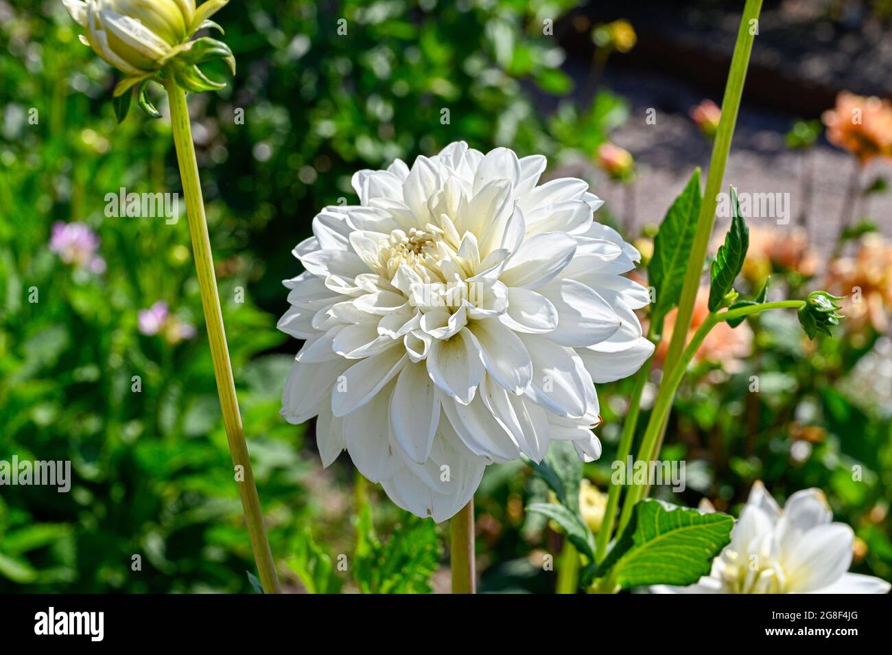 White Dahlia x Pinnata in Uppsala Botanical garden Stock Photo