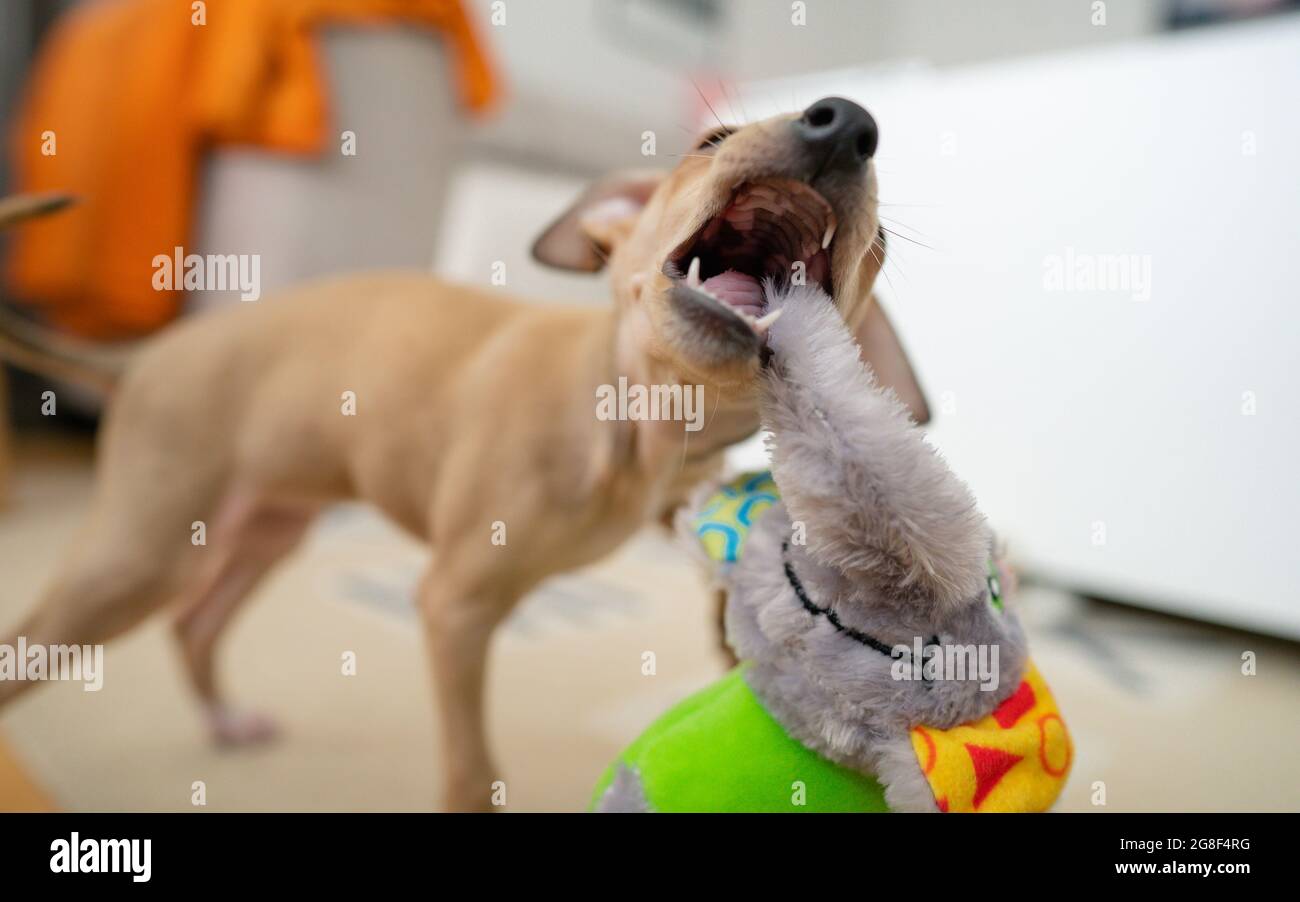 The dog is playing in home. Italian greyhound puppy pulls a toy on the