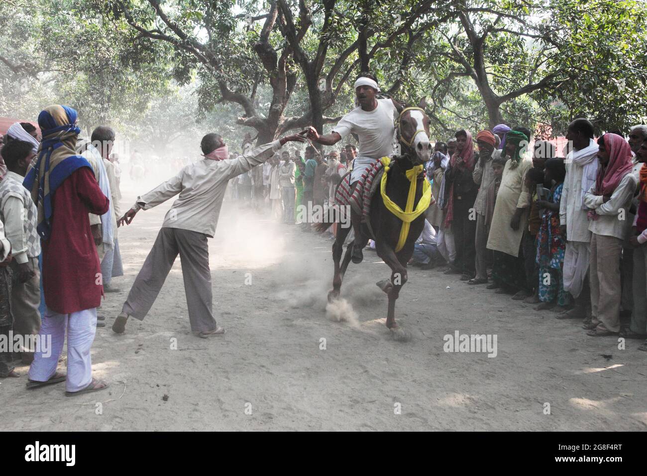 Horses are exhibited for sale at Sonpur fair, the largest animal selling fair in Asia. The fair is more than thousand years old. Stock Photo