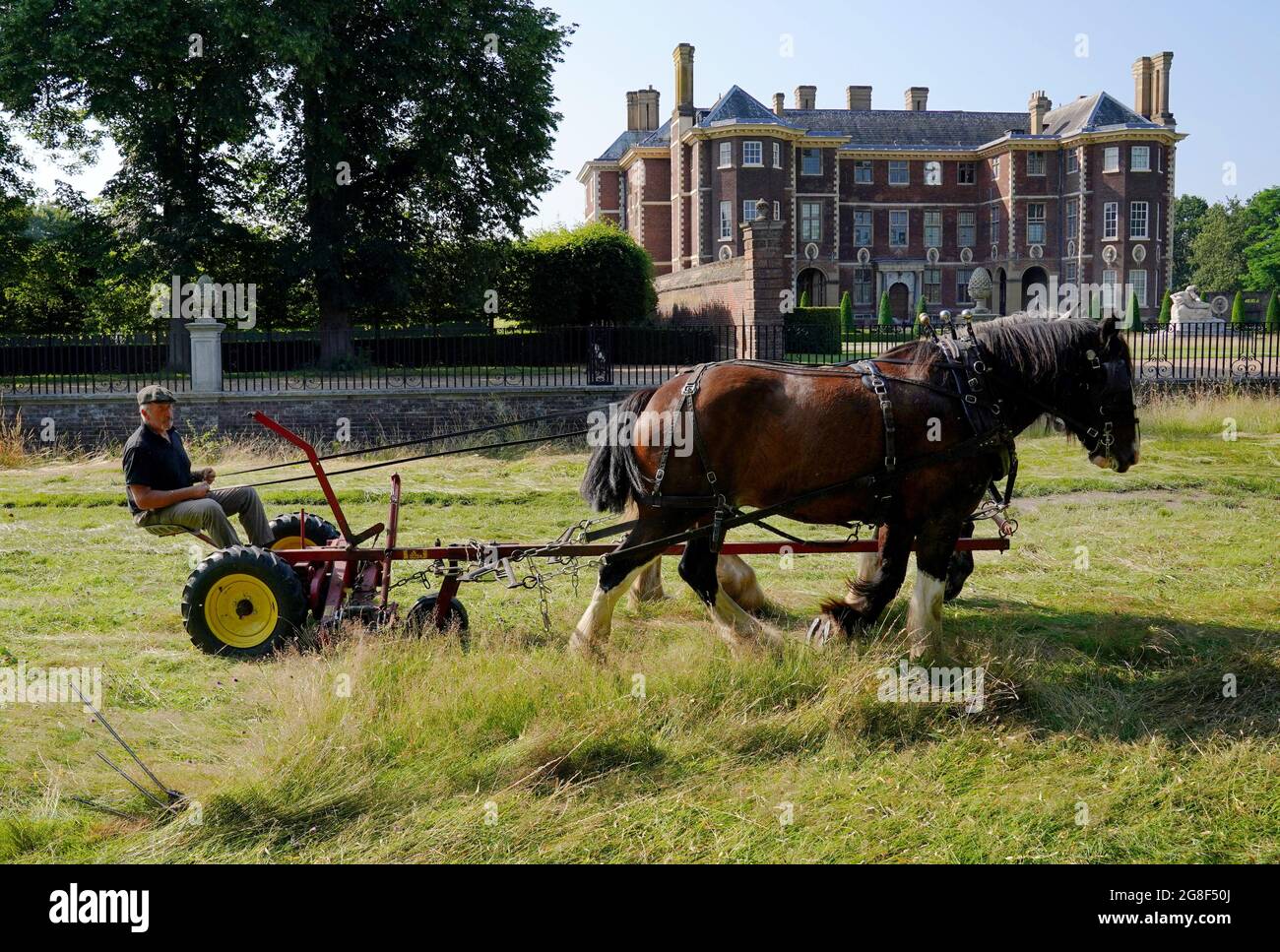 Two of the city's last working Shire horses are worked by Tom Nixon during the annual hay cut in meadows at the National Trust's Ham House and Garden, in Richmond, London. The Shires, which belong to Operation Centaur, weigh up to a tonne each but are a lighter alternative to tractors and help create the right conditions for wildflowers to thrive. Picture date: Tuesday July 20, 2021. Stock Photo