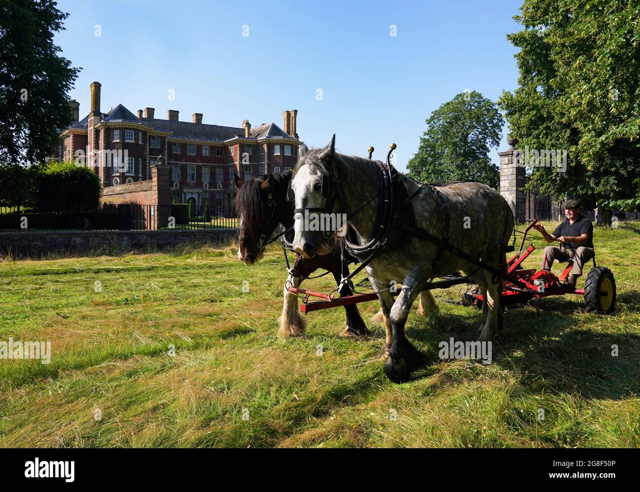 Two of the city's last working Shire horses are worked by Tom Nixon during the annual hay cut in meadows at the National Trust's Ham House and Garden, in Richmond, London. The Shires, which belong to Operation Centaur, weigh up to a tonne each but are a lighter alternative to tractors and help create the right conditions for wildflowers to thrive. Picture date: Tuesday July 20, 2021. Stock Photo