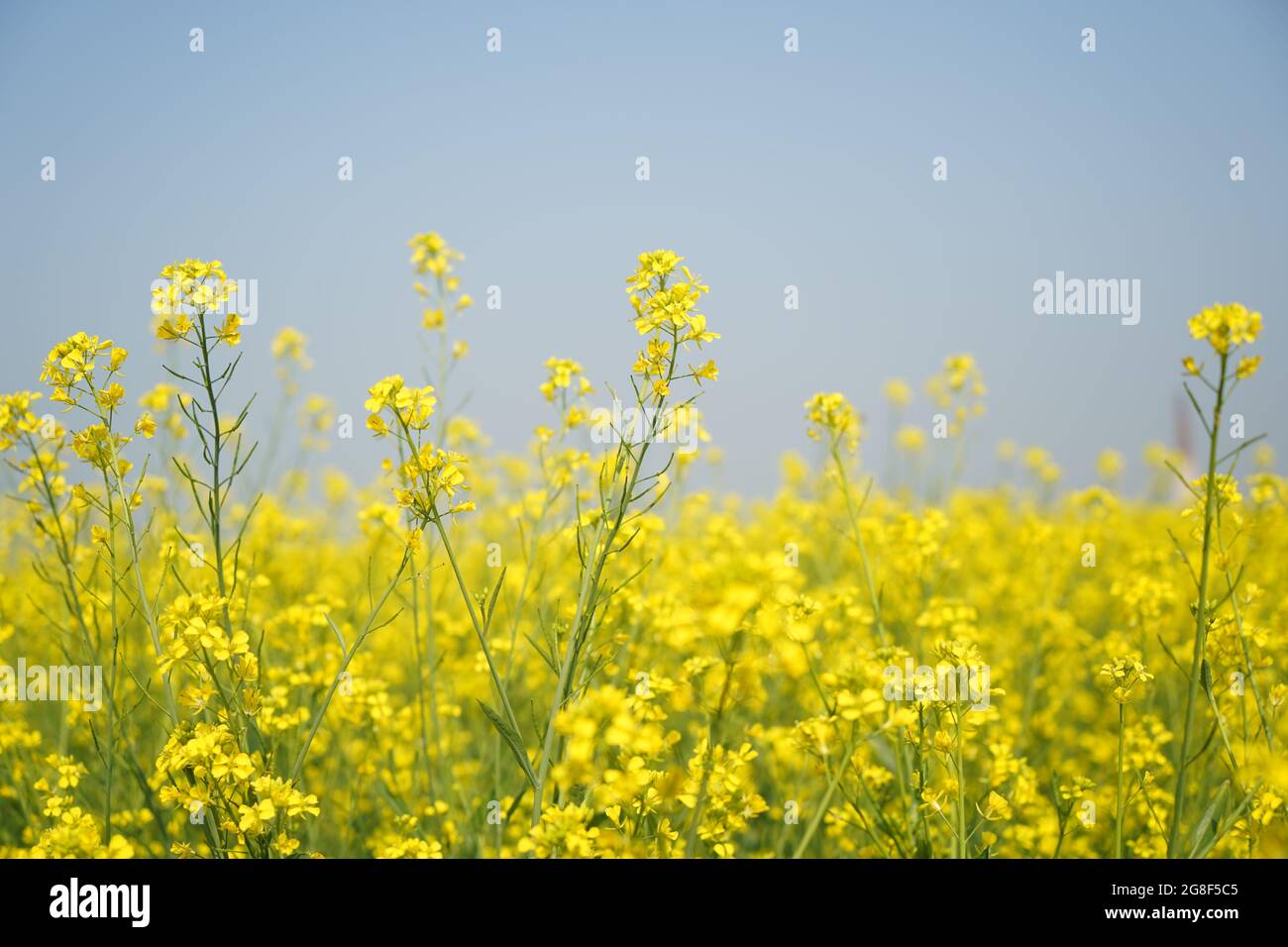 Canola flowers bloom yellow hi-res stock photography and images - Alamy