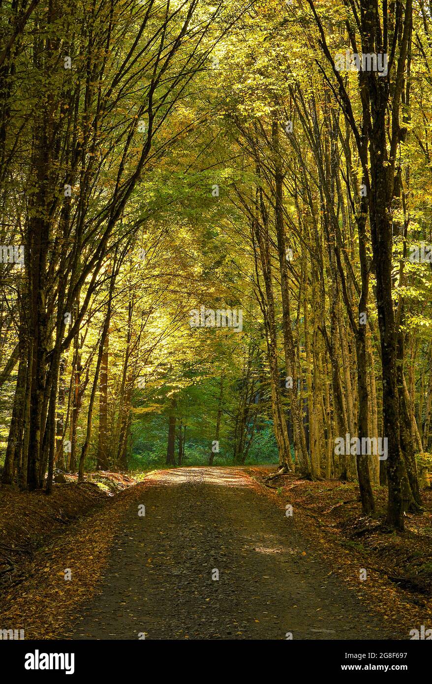Colorful alley of trees through the forest in Autumn Stock Photo Alamy