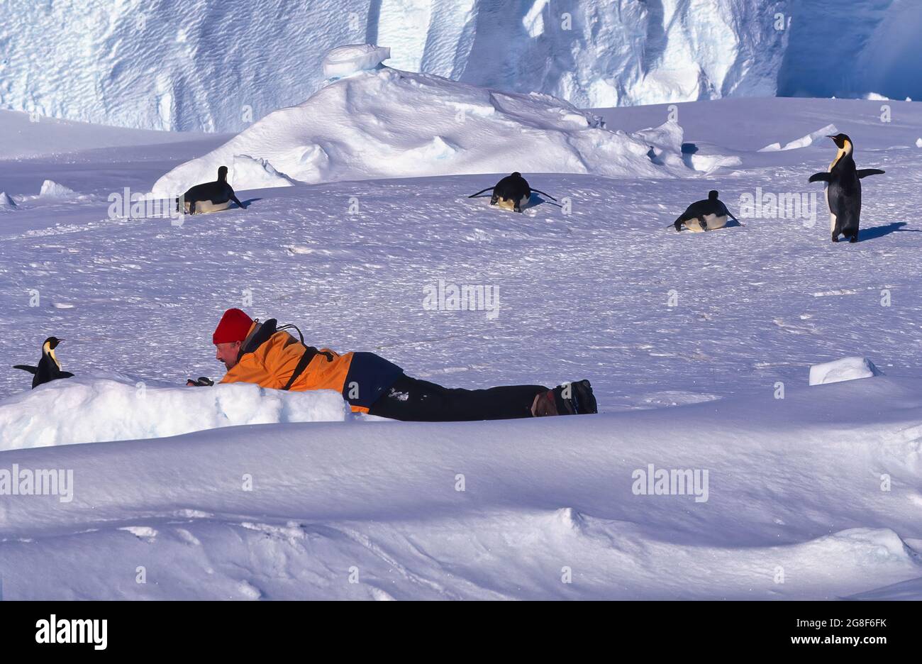 Tourist lying on ice in front of Emperor Penguin, Drescher Inlet Iceport, Queen Maud Land, Weddell Sea, Antarctica Stock Photo