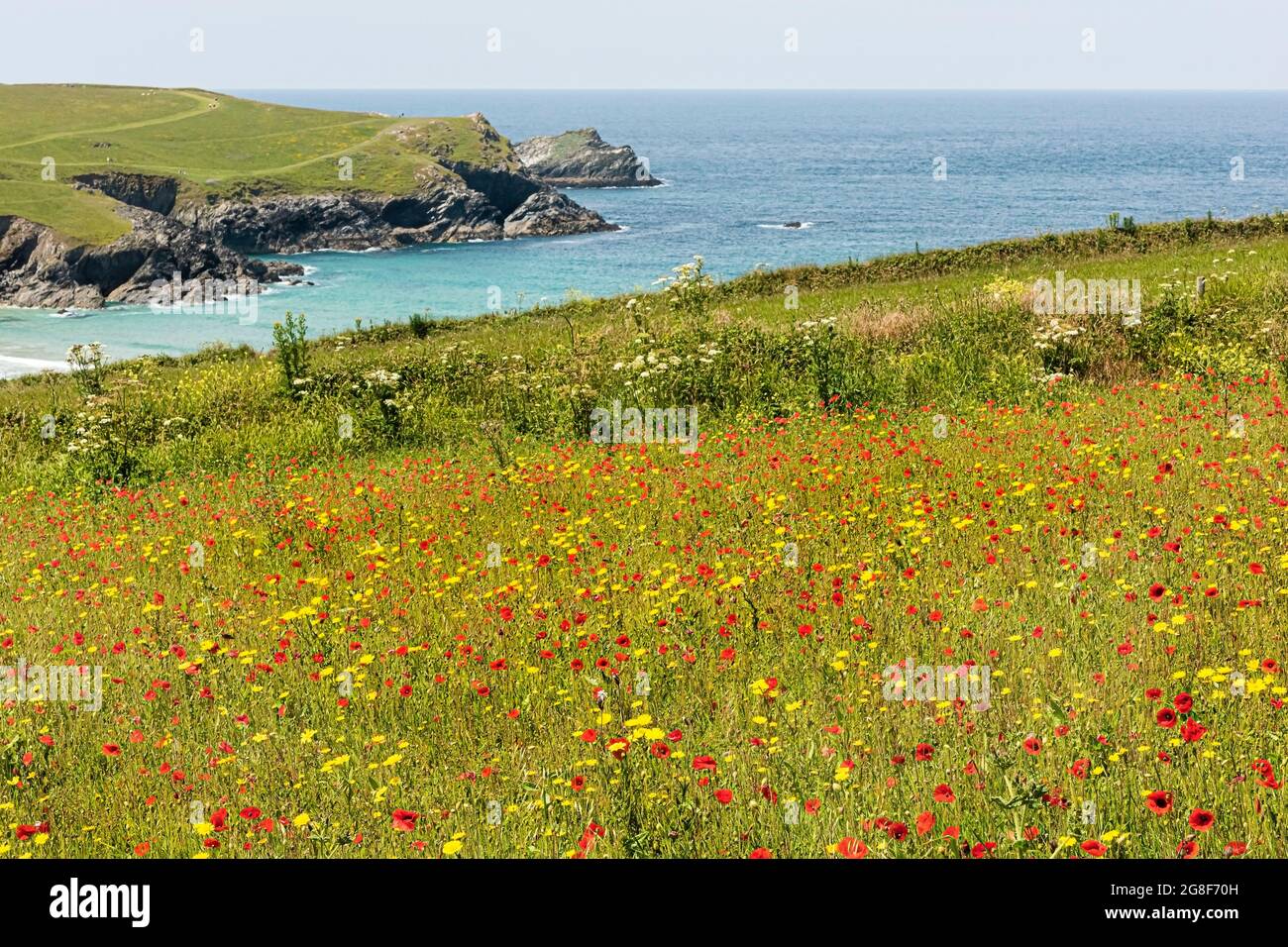 Arable fields of Common Poppies Papaver rhoeas and Corn Marigolds Glebionid segetum overlooking the secluded Polly Joke Porth Joke on the coast at Wes Stock Photo