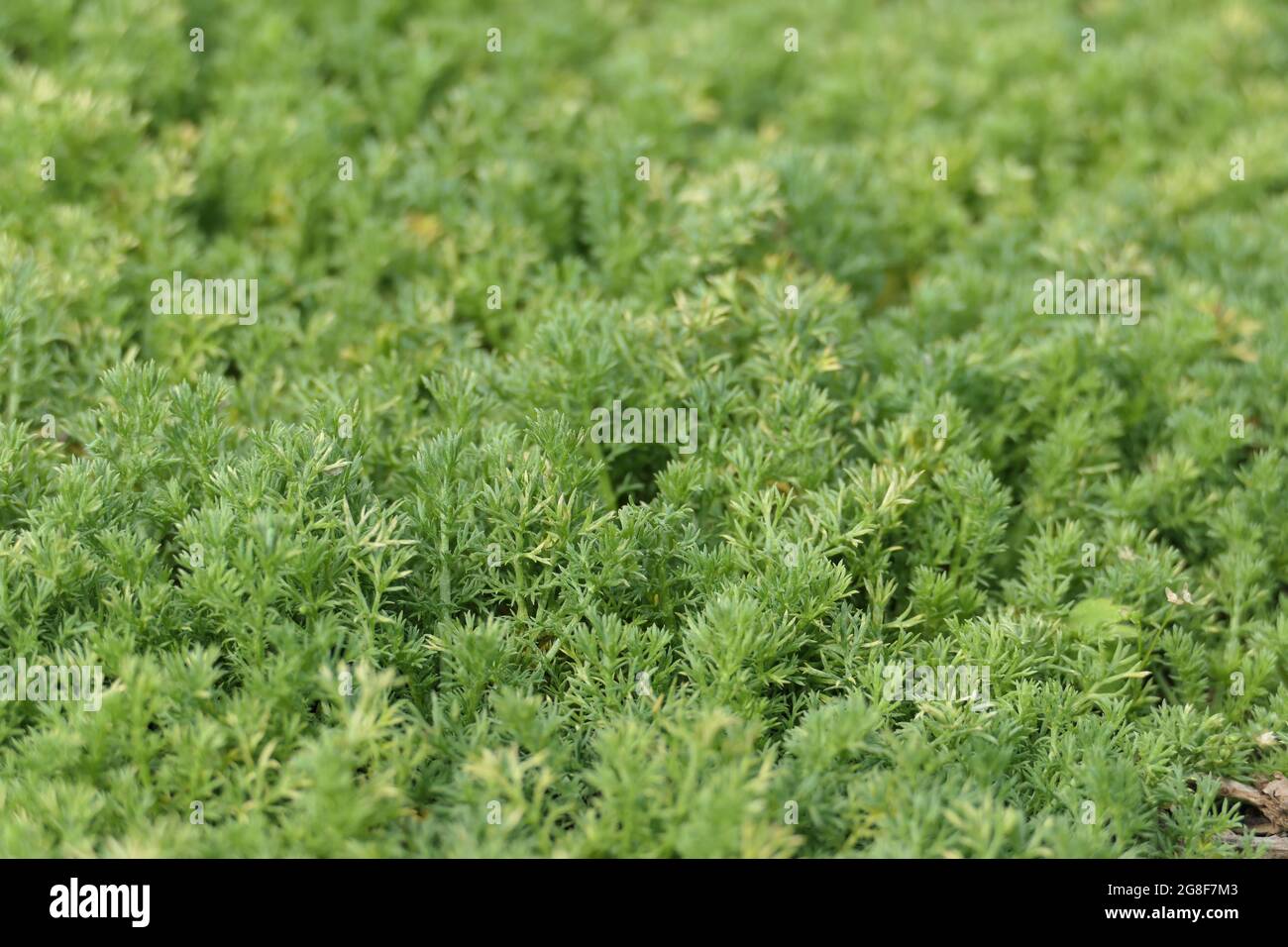 Close-up detail of a camomile lawn. Chamaemelum nobile 'Treneague'. Delicate-looking yet robust greenery with a wonderful scent. Stock Photo