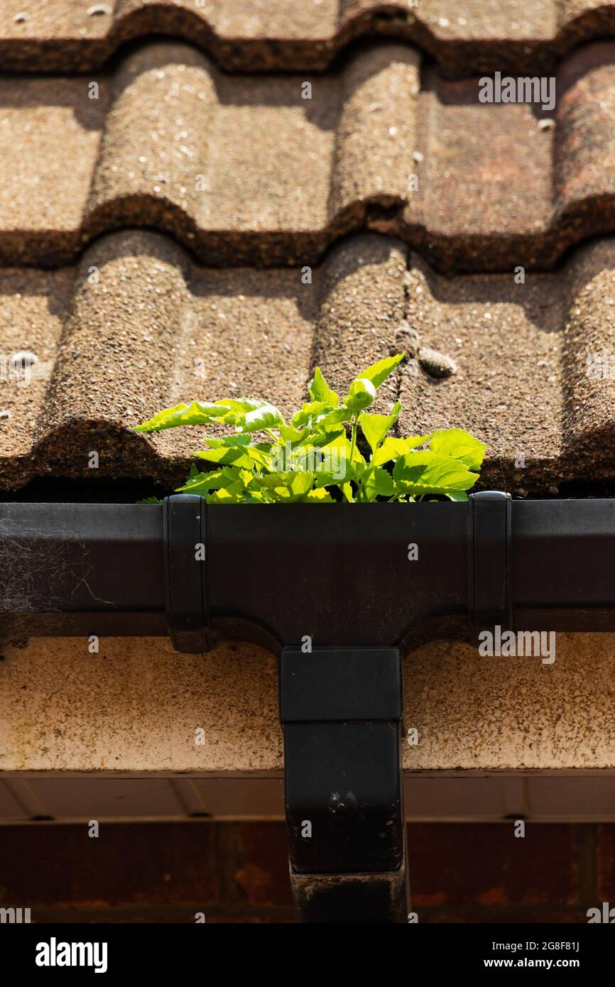 Weeds growing in blocked rain guttering with drainpipe and roof tiles. Stock Photo