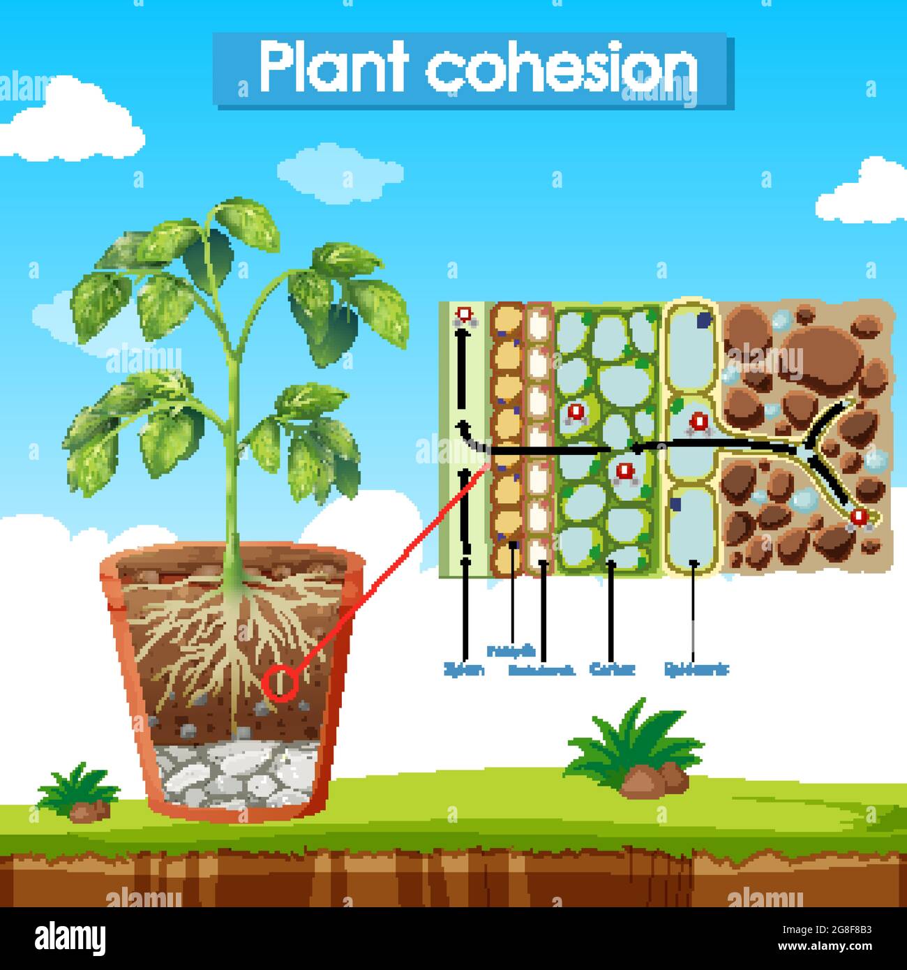 Diagram showing Plant Cohesion illustration Stock Vector Image & Art ...